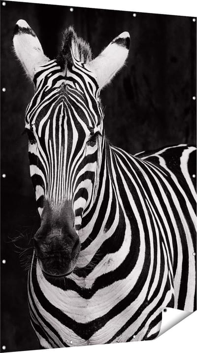 Gards Tuinposter Twee Zebra's - Zwart Wit - 120x180 cm - Tuindoek - Tuindecoratie - Wanddecoratie buiten - Tuinschilderij