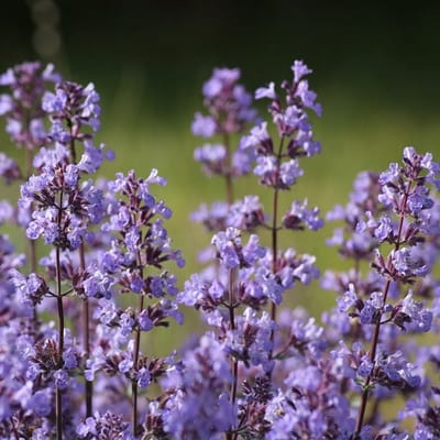 6x Nepeta faassenii 'Blue Wonder' Pot 9x9cm - Prachtige blauwe kattenkruid plant
