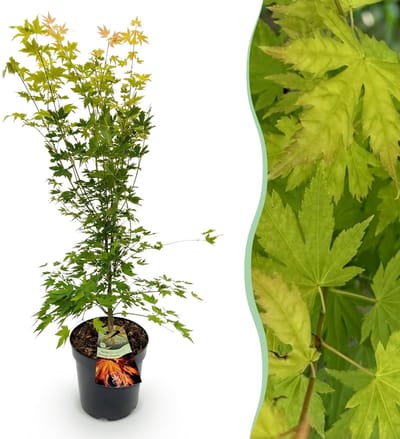 Green boutiQ - Tuinplant - Acer palmatum Orange Dream - Japanse Esdoorn - Bladverliezend - Oranje - 1 - Pot 26cm - Hoogte 90cm
