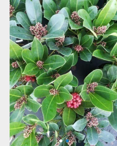Skimmia japonica 'Veitchii' - Skimmia 25 - 30 cm in pot