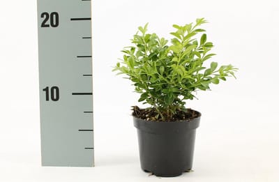 Buxusplant Kegel - Sierstruik Pot - Tuin Decoratie - Altijd Groen - 80-90 cm - Groen