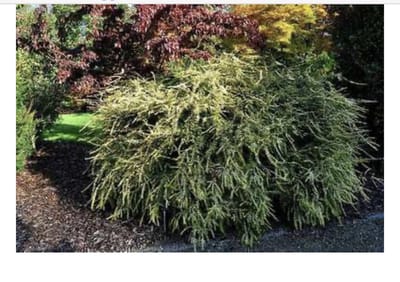 Lonicera 'Baggesen's Gold' - Chinese Kamperfoelie 20 - 25 cm in pot