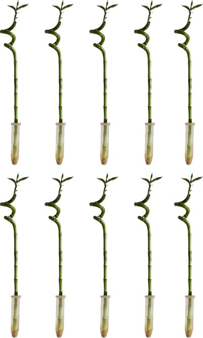 Bloomique - Set van 10 - Dracaena Sanderiana - Lucky Bamboo - Geluksbamboe - Kamerplanten - Luchtzuiverend - Gemakkelijk in onderhoud - 40-50cm Hoog