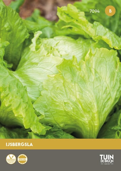 IJsbergsla Barcelona Zaden – Grote Knapperige Kroppen – Lang Houdbaar – Resistent & Traagschietend – ±100 Zaden – Tuin de Bruijn