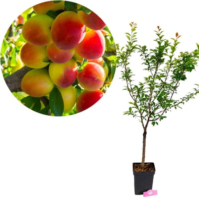 Prunus domestica 'Golden Jewel', Gele dwergpruim, Hoogte 70-90cm, 5 liter pot