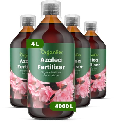 Vloeibare Meststof Voor Azalea 4X1 L Voor 4000 L - Npk 3-4-3 - Rijke Bloei - Levendige Bloemen - Sterk Wortelstelsel - Zure Substraten - Knopvorming - Seizoensbloei - Stressbestendig - Rhododendron - Groenblijvend - Bladverliezend - Organifer