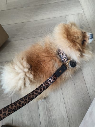 Luxe Hondenriem Panter BAILEY COLLECTION - Zwart / Goud - honden riem - tuig - Uitlaatriem - Uitlooplijn - geschikt voor honden 4 tot 34 kg - lengte 115 cm