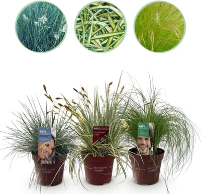 Plantenboetiek.nl | Siergrassen - 3 Planten - Blauw - Geel - Groen - Groenblijvend - Winterhard - Ø17cm - 40-50cm hoog - Tuinplant