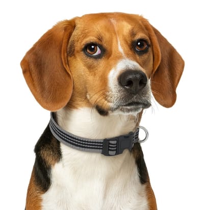 Nobleza Hondenhalsband Reflecterend - Klikhalsband Hond - Verstelbaar 35 tot 50 cm - Maat M - Nylon - Zwart