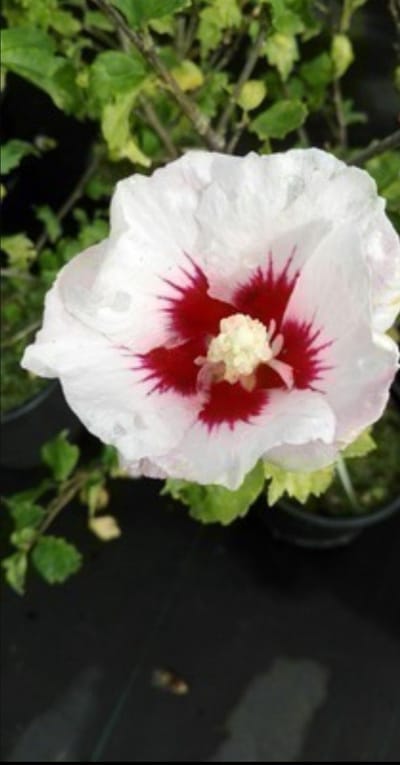 Hibiscus syr. 'Helene' - Tuinhibiscus, Altheastruik , Heemstroos 40- 60 cm in pot