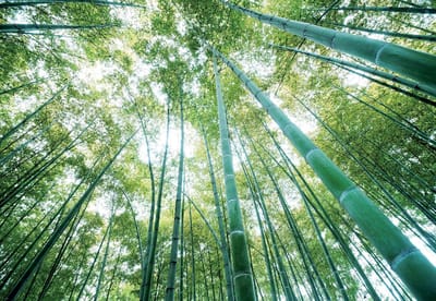 Fotobehang Forest Woods | XL - 208cm x 146cm | 130g/m2 Vlies
