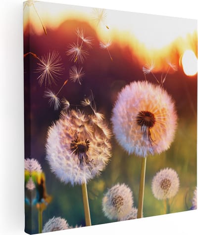 Artaza Canvas Schilderij Paardenbloem - 80x80 cm - Wanddecoratie Zonsondergang - Muurdecoratie Natuur - Schilderijen Op Canvas