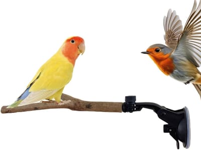 Raambaars voor vogels - Papegaaienrek - Interactief spelen - Verstelbare zuignap - 25x6.7cm - Natuurlijk hout