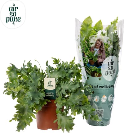 Plantenboetiek.nl | Phlebodium Davana - Ø12cm - 25-35cm hoog - Kamerplant - Groenblijvend