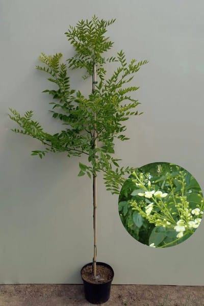Jonge Honingboom | Styphnolobium japonicum 'Regent' | 100-150cm hoogte