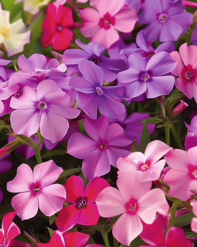 2 sets - Vlambloem Zaden Beauty Gemengd Phlox Drummondii Eenjarig