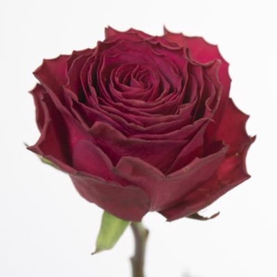 10x Rosa venturoso 50cm