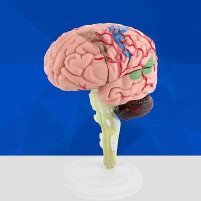 Hersenmodel Anatomisch - Brein Model - Studie Demonstratie - Gedetailleerd Kleurrijk - 12 x 11 x 9 cm - Multicolor