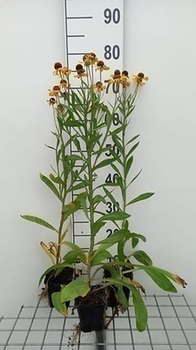 6x Zonnekruid - Helenuim hybr. 'Wesergold' | 9x9 cm pot