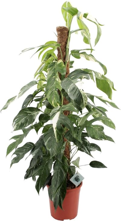 Plantenboetiek.nl | Epipremnum Pinnatum Albo Variegata - Ø24cm - 115-125cm hoog - Kamerplant - Groenblijvend