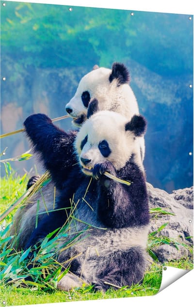 Gards Tuinposter Twee Panda's Eten Bamboe Riet - 120x160 cm - Tuindoek - Tuindecoratie - Wanddecoratie buiten - Tuinschilderij