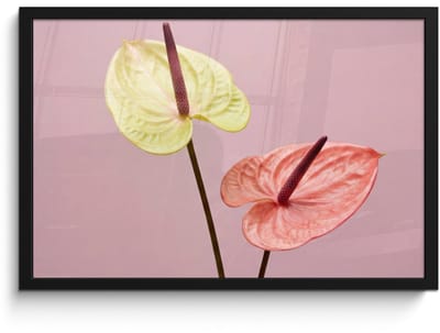 Poster in lijst - Fotolijst 60x40 cm - Posters - Bloemen - Anthuriums - Geel - Roze - Posterlijst zwart - Decoratie - Wanddecoratie woonkamer - Muurdecoratie slaapkamer