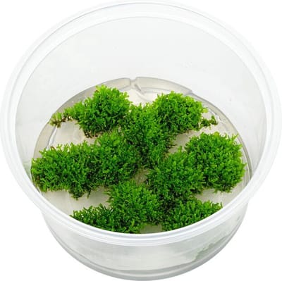 Riccardia Chamedryfolia Koraal mos - Cup 80 cc - Aquarium mos - Aquariumplant - Aquarium decoratie - Moerings