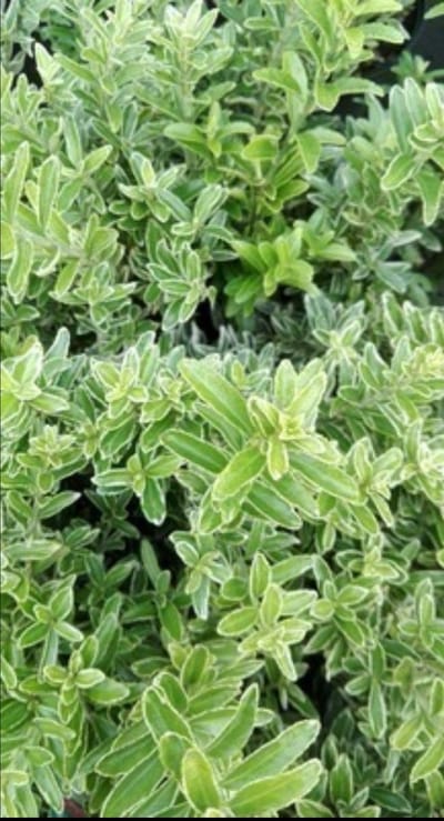 Euonymus jap. 'Micr. Albovariegatus' ( 'e. king') - Japanse Kardinaalshoed 20- 30 cm in pot