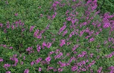 6x Kattenstaart - Lythrum sal. 'Lady Sackville' | 9x9 cm pot