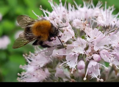 Caryopteris cland. 'Stephi'® - Baardbloem, Blauwe Spirea 30- 40 cm in pot