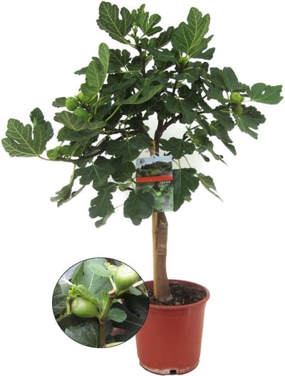 Plant in a Box - Ficus Carica - Fruitboom - Winterharde Vijgenboom - Pot 21cm - Hoogte 70-90cm