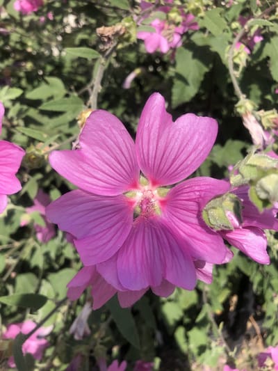 6x Malvastruik, struikmalva - Lavatera 'Rosea' | 9x9 cm pot