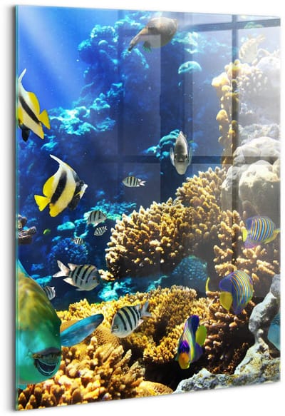 Wallfluent Glasschilderij - Foto van vissen op een koraalrif. Schilderij Glas - 70x100 cm - Veelkleurig Verticale Muurschildering - Dieren Glas Foto - Glas Schilderij - Foto Glas