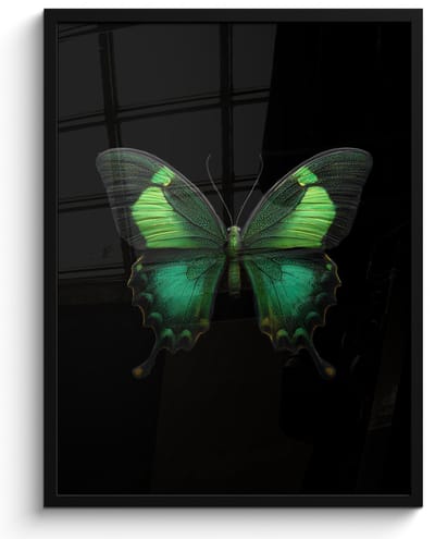 Poster in lijst - Fotolijst 50x70 cm - Posters - Vlinder - Groen - Opvallend - Posterlijst zwart - Decoratie - Wanddecoratie woonkamer - Muurdecoratie slaapkamer