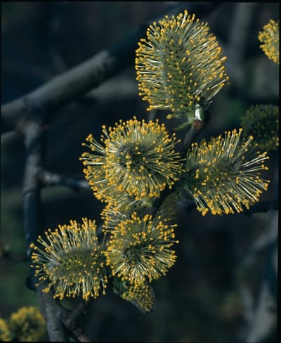 Arbustes de haie - Un ensemble 1 - Salix aurita - (2L) 60-80 cm