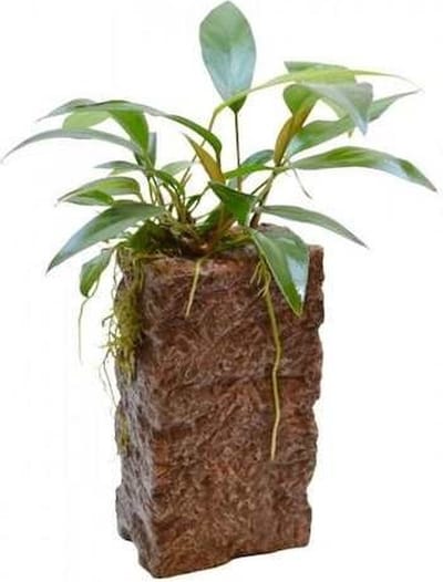 Aquafleur Deco Stone L Anubias Waterplant