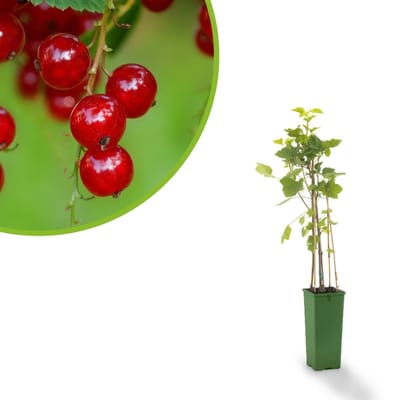 Ribes rubrum Rovada - rode bes / aalbes - potmaat Ø12 cm