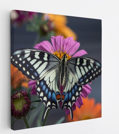 Saammp Canvas Schilderij -Grote Vlinder bij paarse bloem - Dieren - Natuur - 20x20 - Foto op canvas - Wanddecoratie - muurdecoratie Woonkamer - Slaapkamer decoratie - Canvas Print