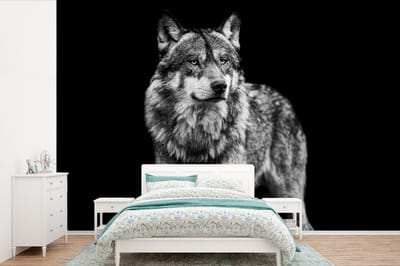 Behang - Fotobehang Wolf - Dieren - Wild - Zwart - Wit - Breedte 390 cm x hoogte 260 cm