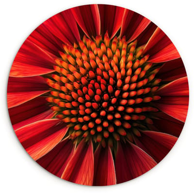 WallCircle® Wandcirkel 120x120 cm - Muurcirkel Close up - Bloem- Rood - Muurdecoratie woonkamer - Wanddecoratie slaapkamer - Kamer decoratie accessoires - Ronde schilderijen XXL