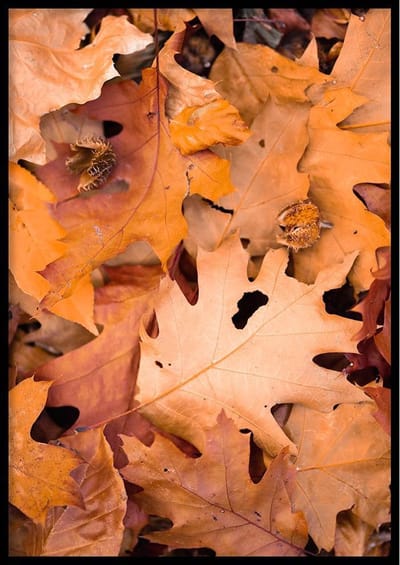 Poster – Herfstbladeren - 70x100cm