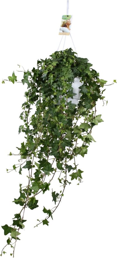 Plantenboetiek.nl | Hedera Helix Pitsburg in hangpot XL - Ø17cm - 40-50cm hoog - Kamerplant - Groenblijvend