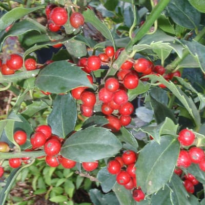 Ilex Meserveae ', - Blauwe hulst;Amerikaanse hulst 30-40 cm pot