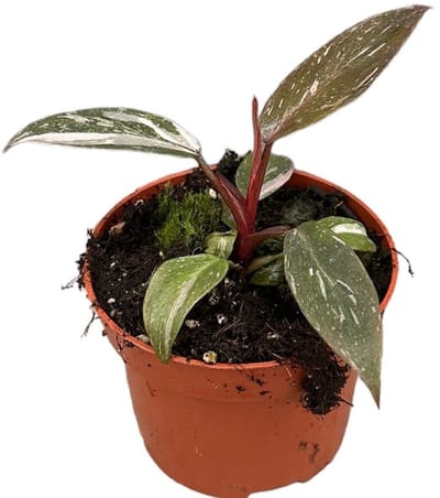 Philodendron Pink Princess Marble Kamerplant Potmaat Ø10,5 cm |Vers Van De Kweker
