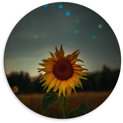 Dibond Wandcirkel - Zonnebloem in de Nacht - 60x60cm Foto op Aluminium Wandcirkel (met ophangsysteem)