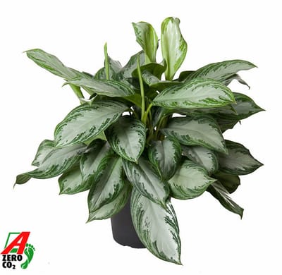 Aglaonema Silver Bay - Hoogte 60cm - Pot 24cm