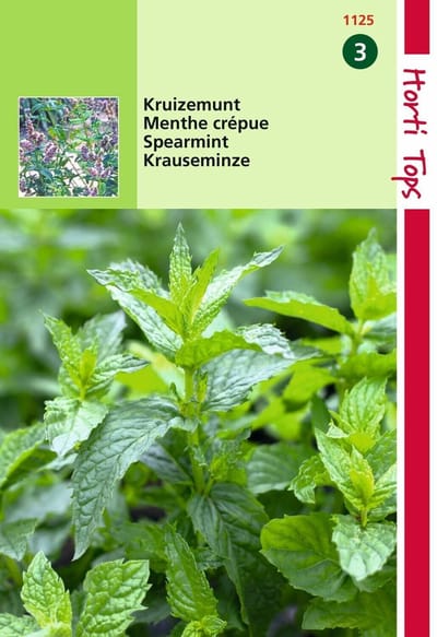2 stuks Hortitops Kruizemunt