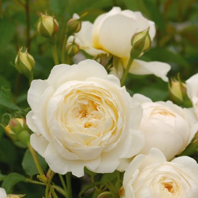 Rosa 'Claire Austin'® - Prachtige witte rozen voor in de tuin
