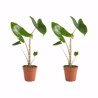 Bloomique - Set van 2 - Alocasia Zebrina - Olifantsoor - Kamerplanten - Luchtzuiverend - Hoogte 30-50 cm - Pot 14 cm