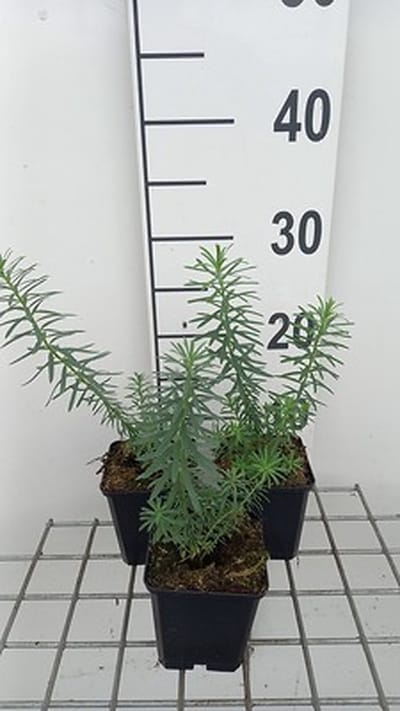 6x Wolfsmelk - Euphorbia seguieriana ssp niciciana | 9x9 cm pot